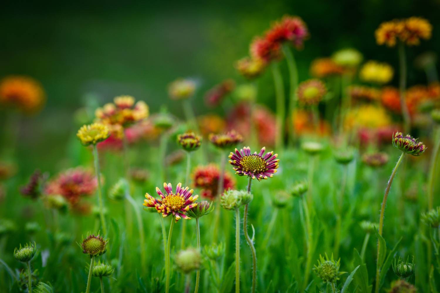 , Олег Сторожев