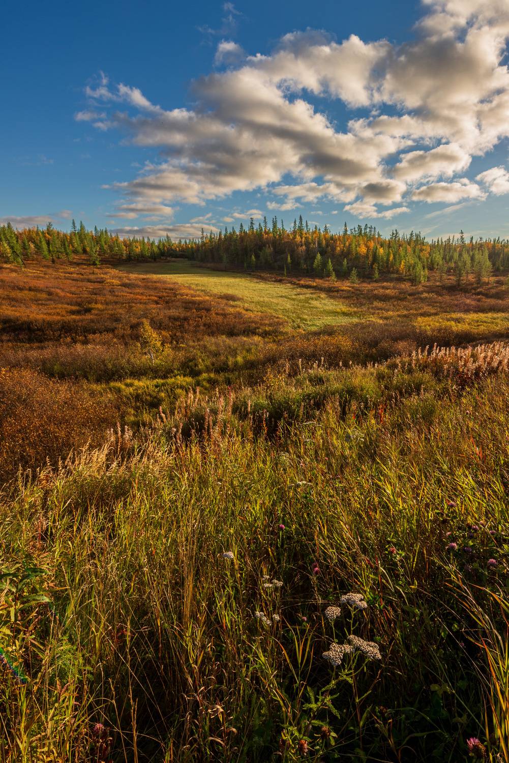 тундра, осень, ямал, янао, надым, пейзаж, никон, Олег Сторожев