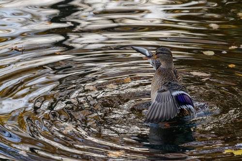 Осенний танец