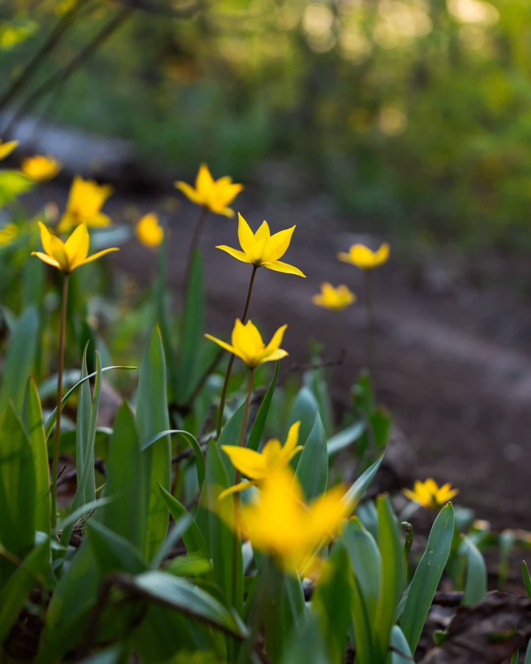, Алексей Проняхин