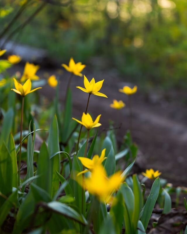 Тюльпаны Биберштейна на горе Барсук фото превью
