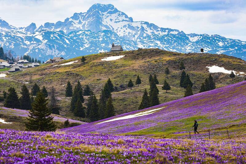 альпы, австрия, велика планина, крокусы, весна, словения, первоцветы, slovenia, alps, church, austria, velika planina Цветение крокусов фото превью