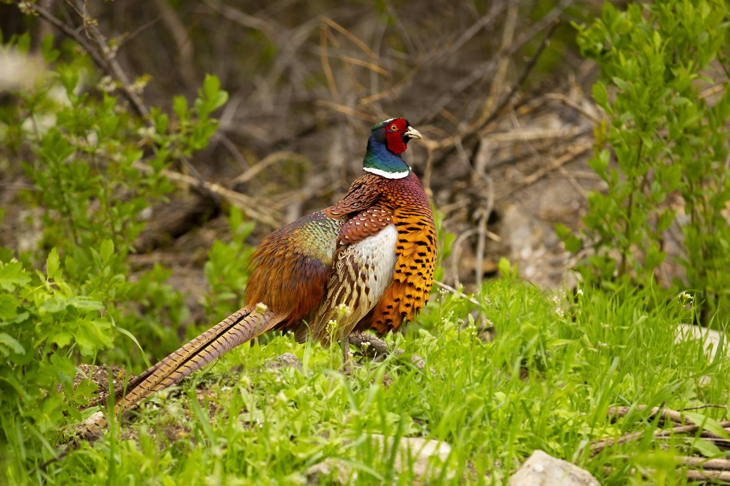 , Валерий Черняк
