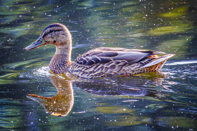 кряква  фото превью