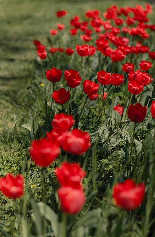 весна, апрель, природа, красота, цветы, тюльпаны, алое, пейзаж, город, цветение, керчь, крым, россия Апрель тюльпановый, воспетый слогом алым. фото превью