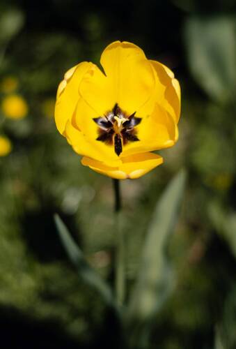 Апрель тюльпановый отрадно воспеваю.