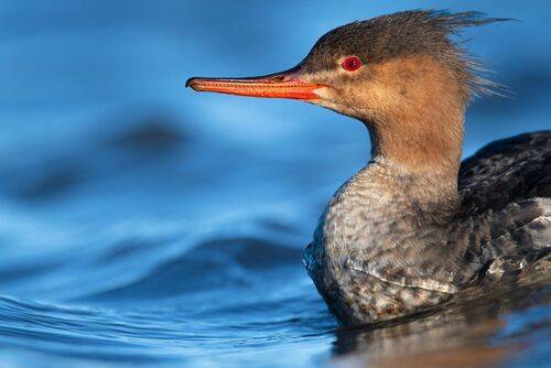 Укратитель волн //  The Wave Tamer