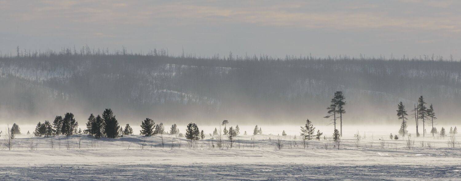 лес, тундра, мороз, поземка, деревья, холод, живем на севере, ямал, янао, надым, Сторожев Олег
