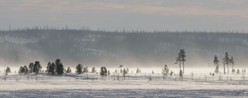 лес, тундра, мороз, поземка, деревья, холод, живем на севере, ямал, янао, надым Позёмка фото превью