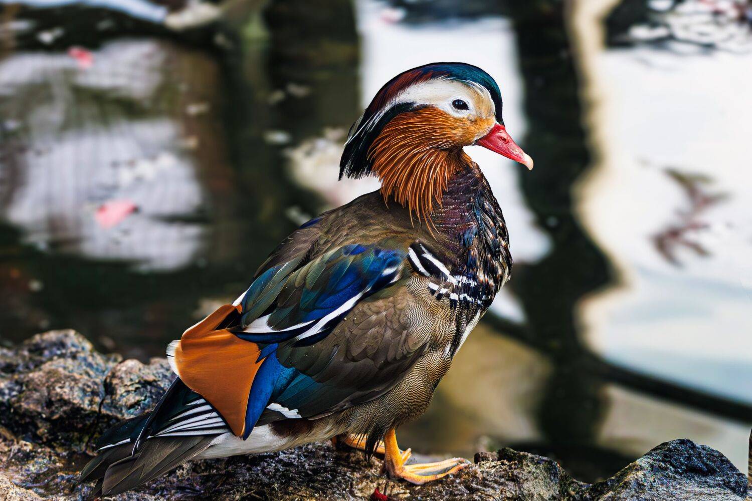 Мандаринка, Алексей Волков