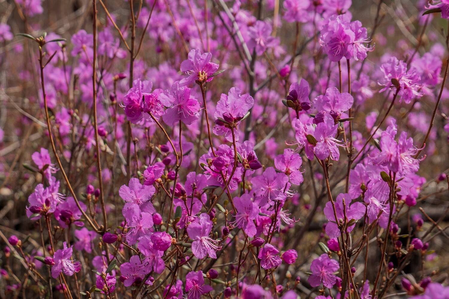 багульник, маральник, весна, Мальцев Юрий