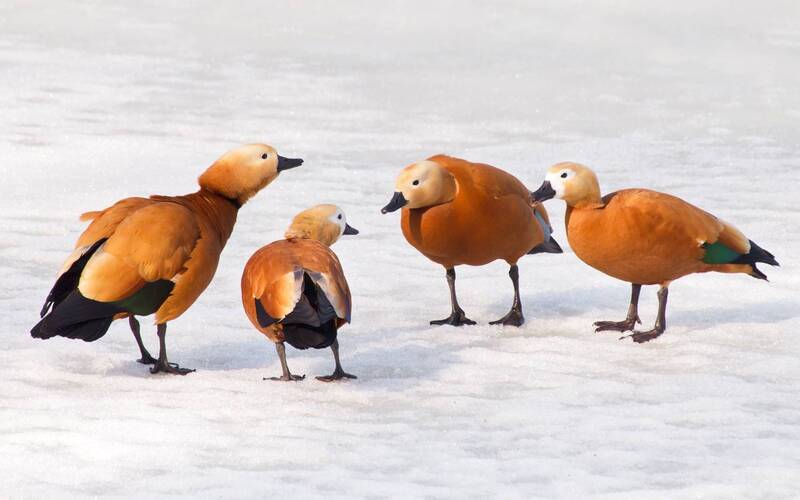 2X2 фото превью