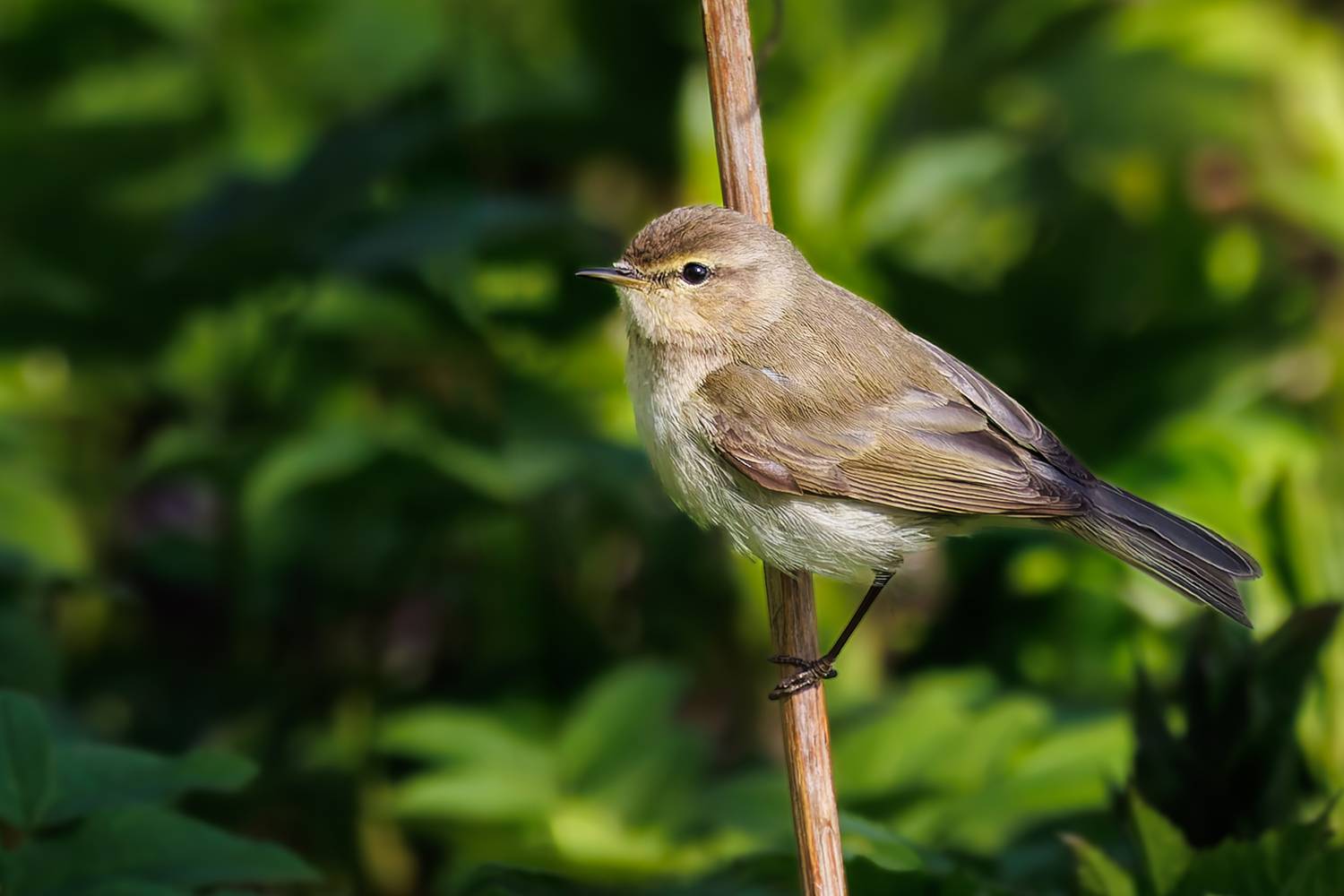 пеночка, Алексей Волков