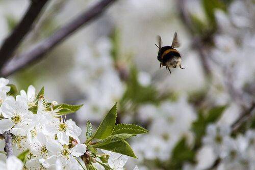 Мохнатые труженики весны