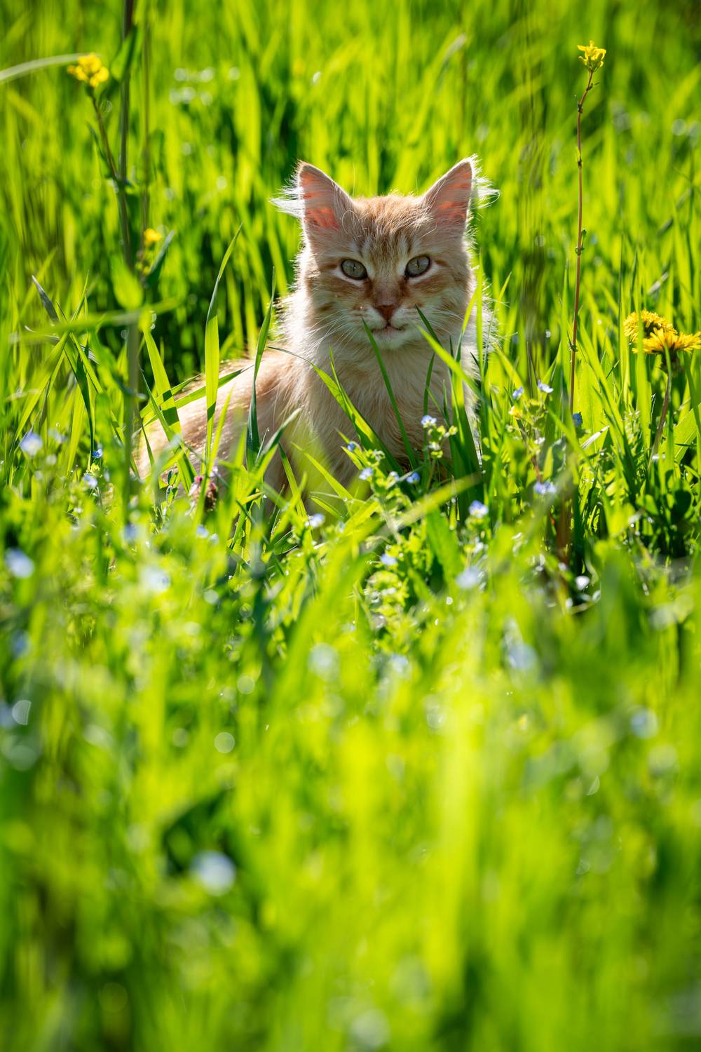 , BESPAMIATNYI Dmitry