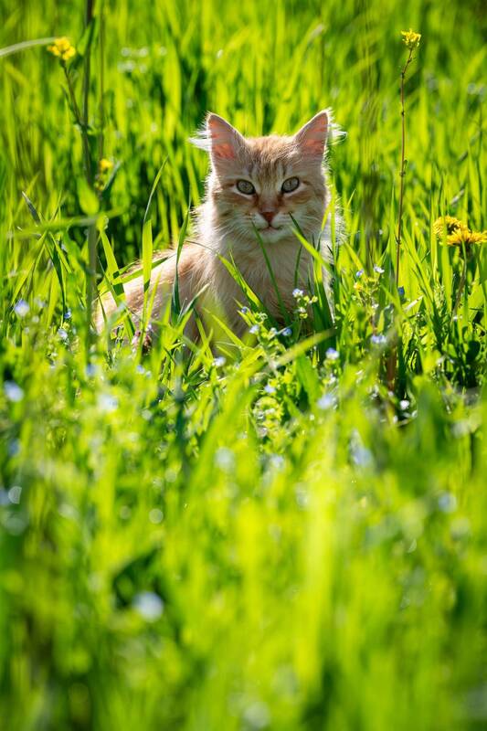 Рыжик фото превью
