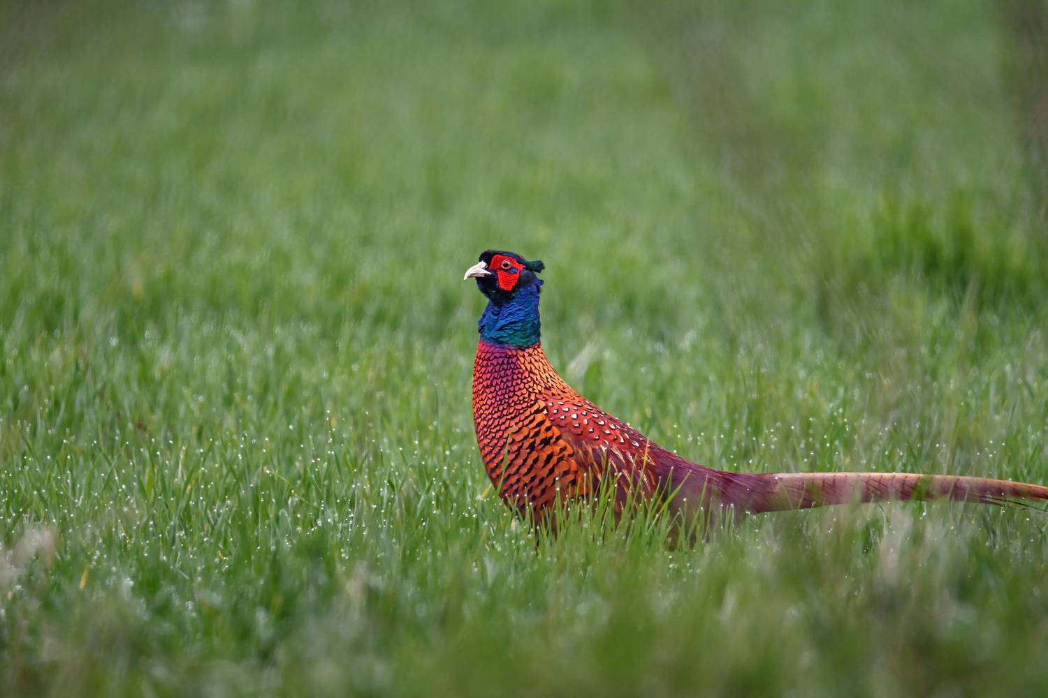 кавказ, птицы, фазан, кмв, Zakharov Armen