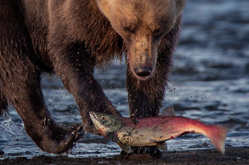 камчатка *** фото превью