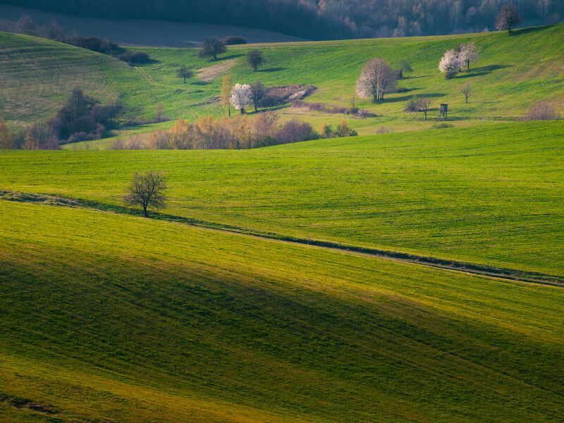 slovakia, spring, bloom, landscape On the waves of spring фото превью