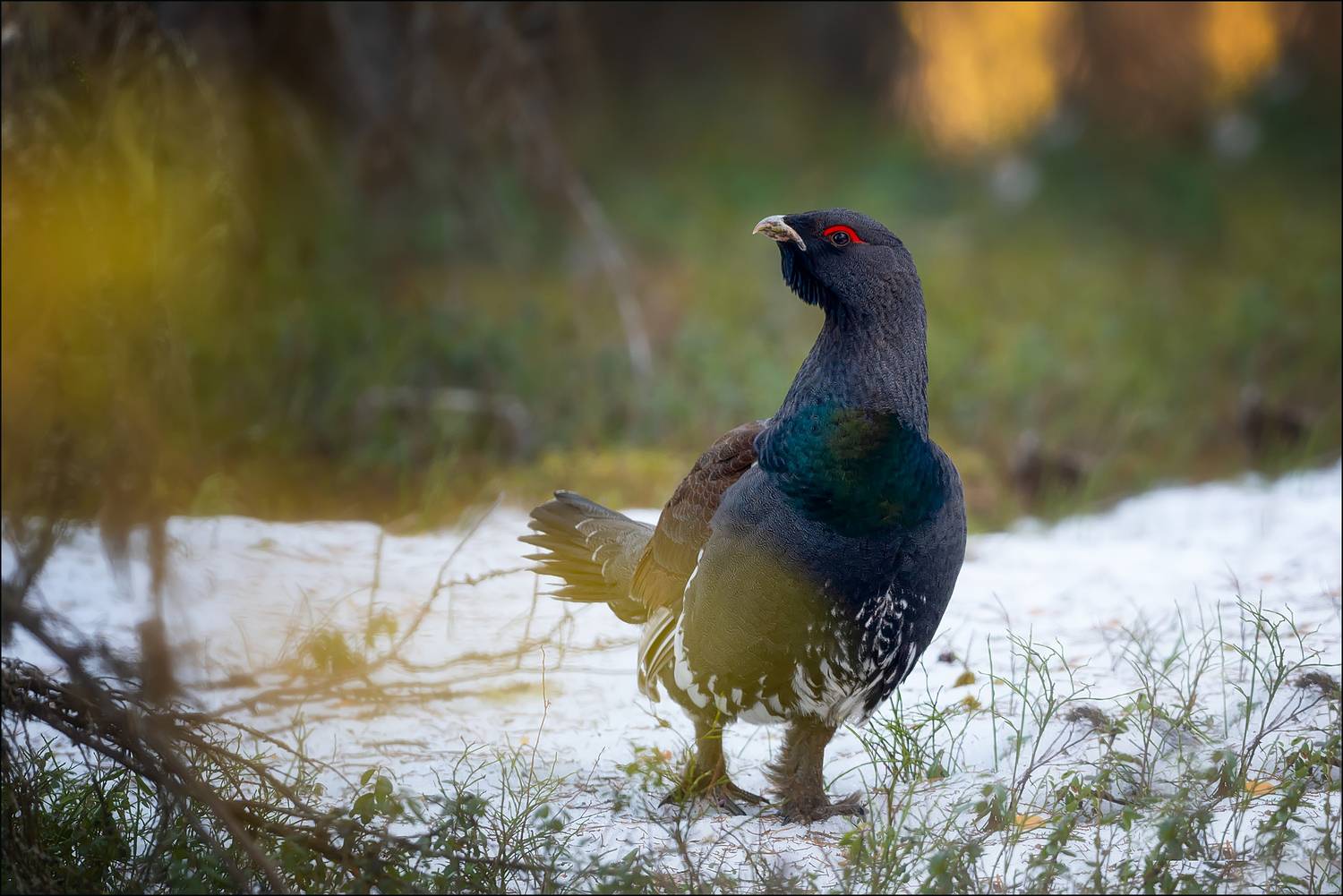 , Лобанов Роман