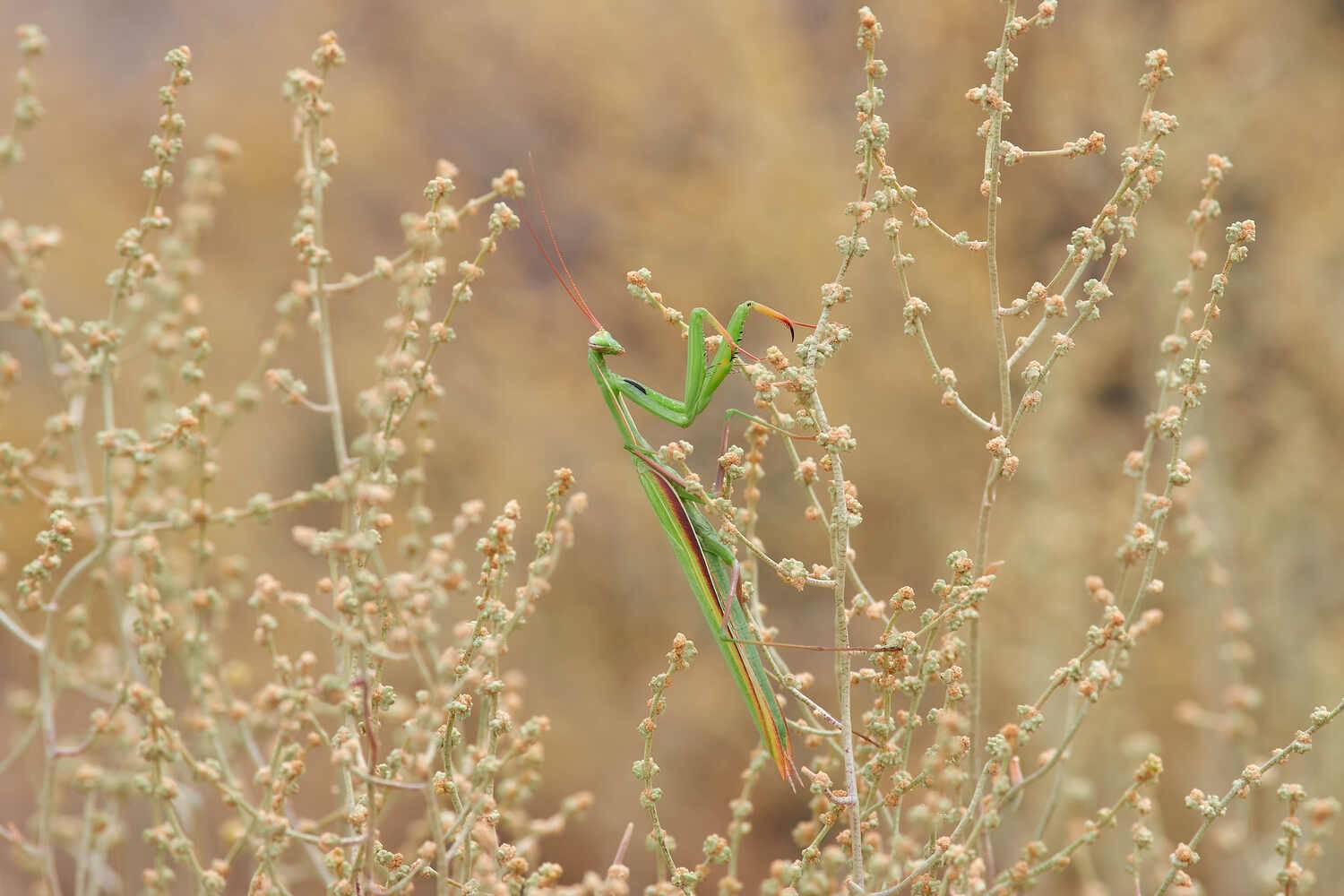 Mantis religiosa, религиозный богомол, волгоград, россия, Павел Сторчилов