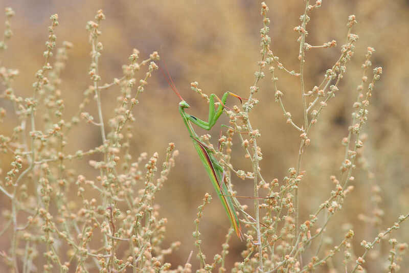 Mantis religiosa, религиозный богомол, волгоград, россия Mantis religiosa фото превью