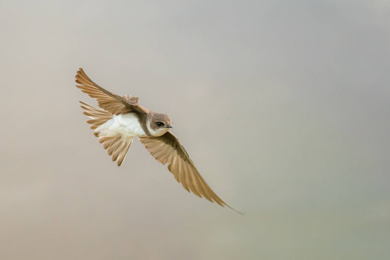 Ласточка, береговушка, Соварцева Ксения