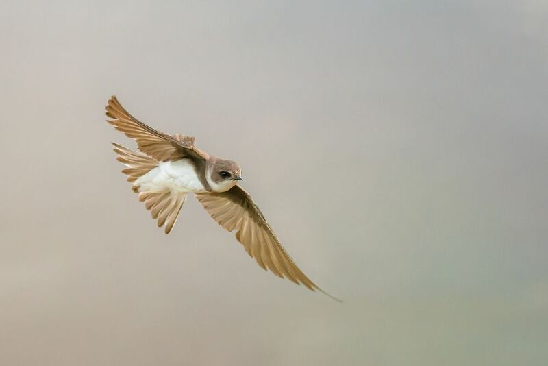 Ласточка, береговушка Наездник ветра фото превью