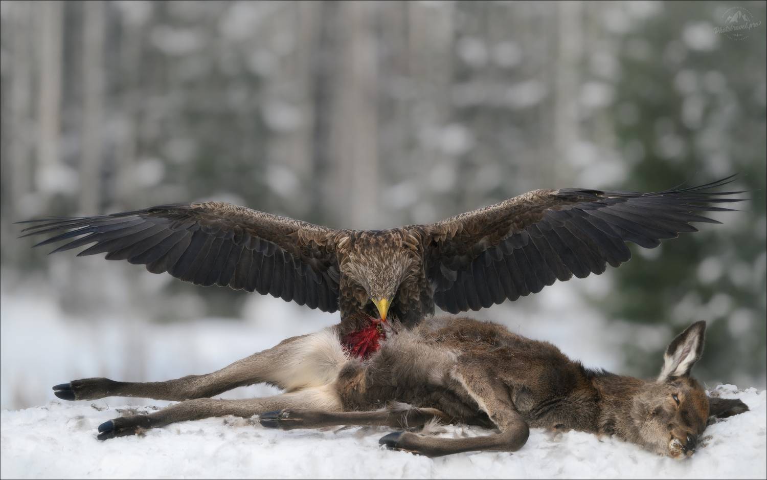 орлан, орлан-белохвост, орел, красный бор беларусь, фототур в красный бор, фототуры 2026, фототуры 2027, фототур на рождество, фотоохота в беларуси, фототур съемка животных, Влад Соколовский