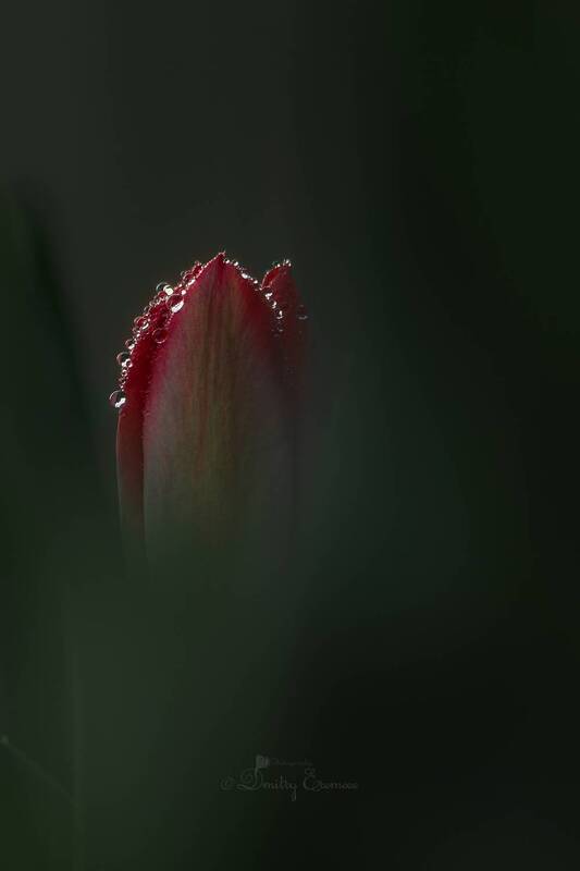 тюльпан, роса, сумерки, весна Свет во тьме или ювелирное утро... фото превью