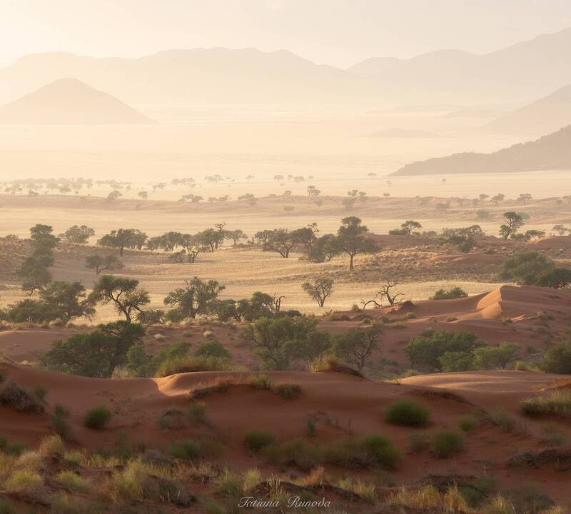 утро в африканской саванне фото превью