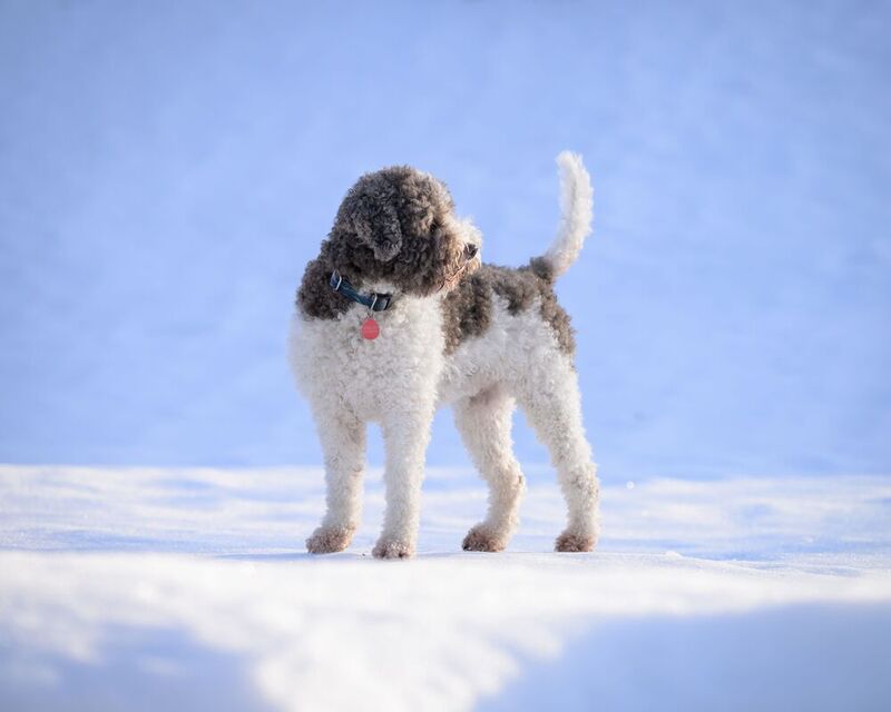 Ninel фото превью