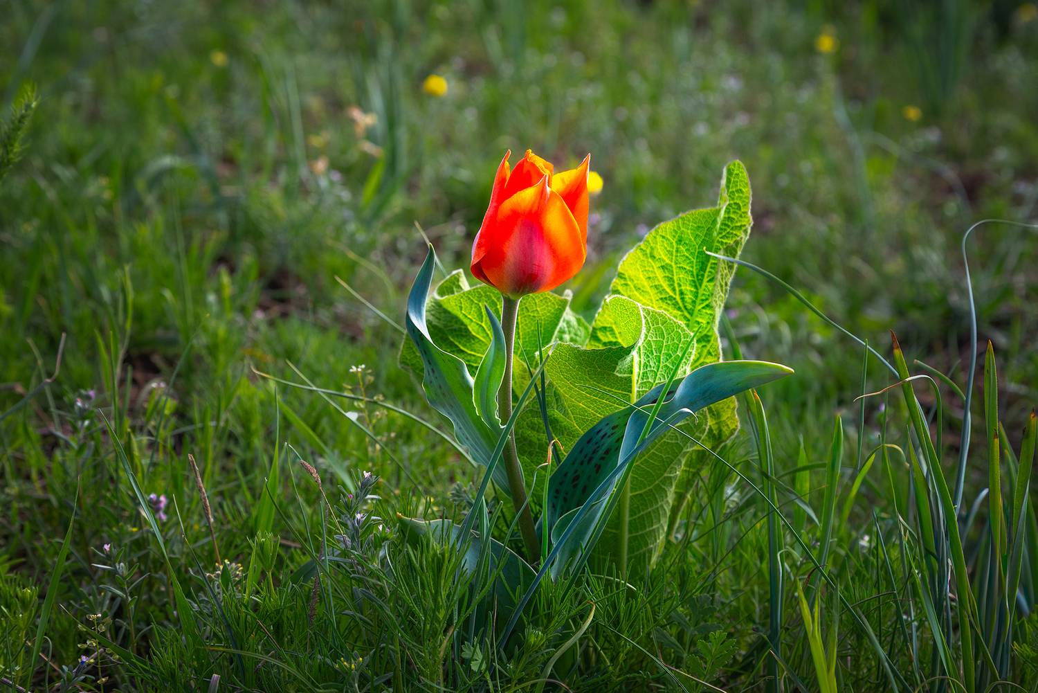 кыргызстан, Элина Магалимова