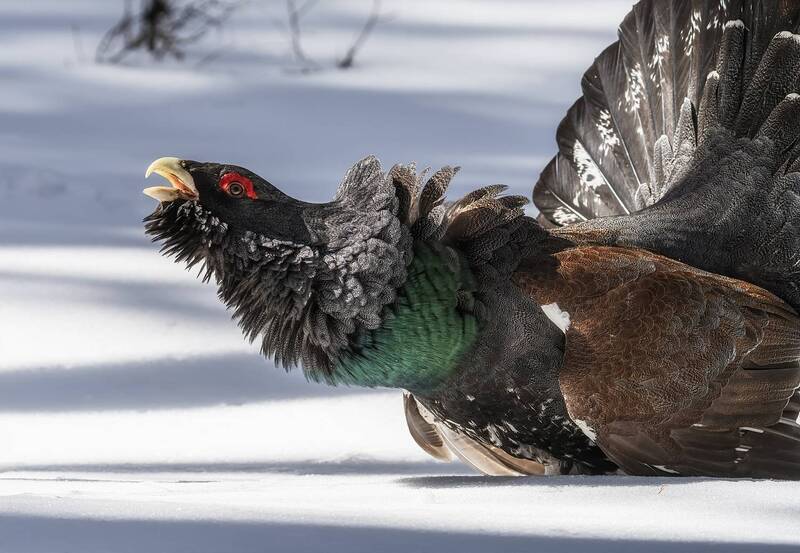 Хозяин сердится фото превью