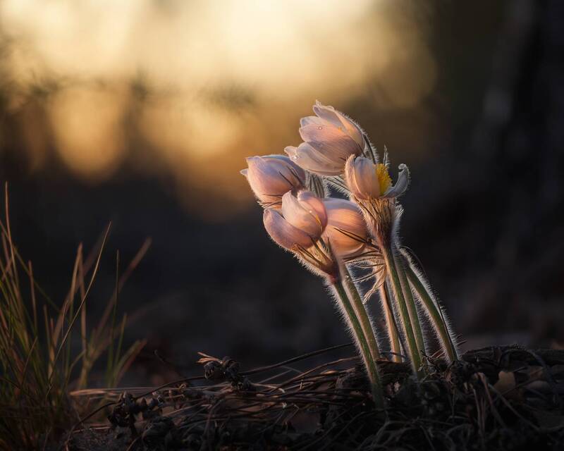 Апрельские первоцветы фото превью