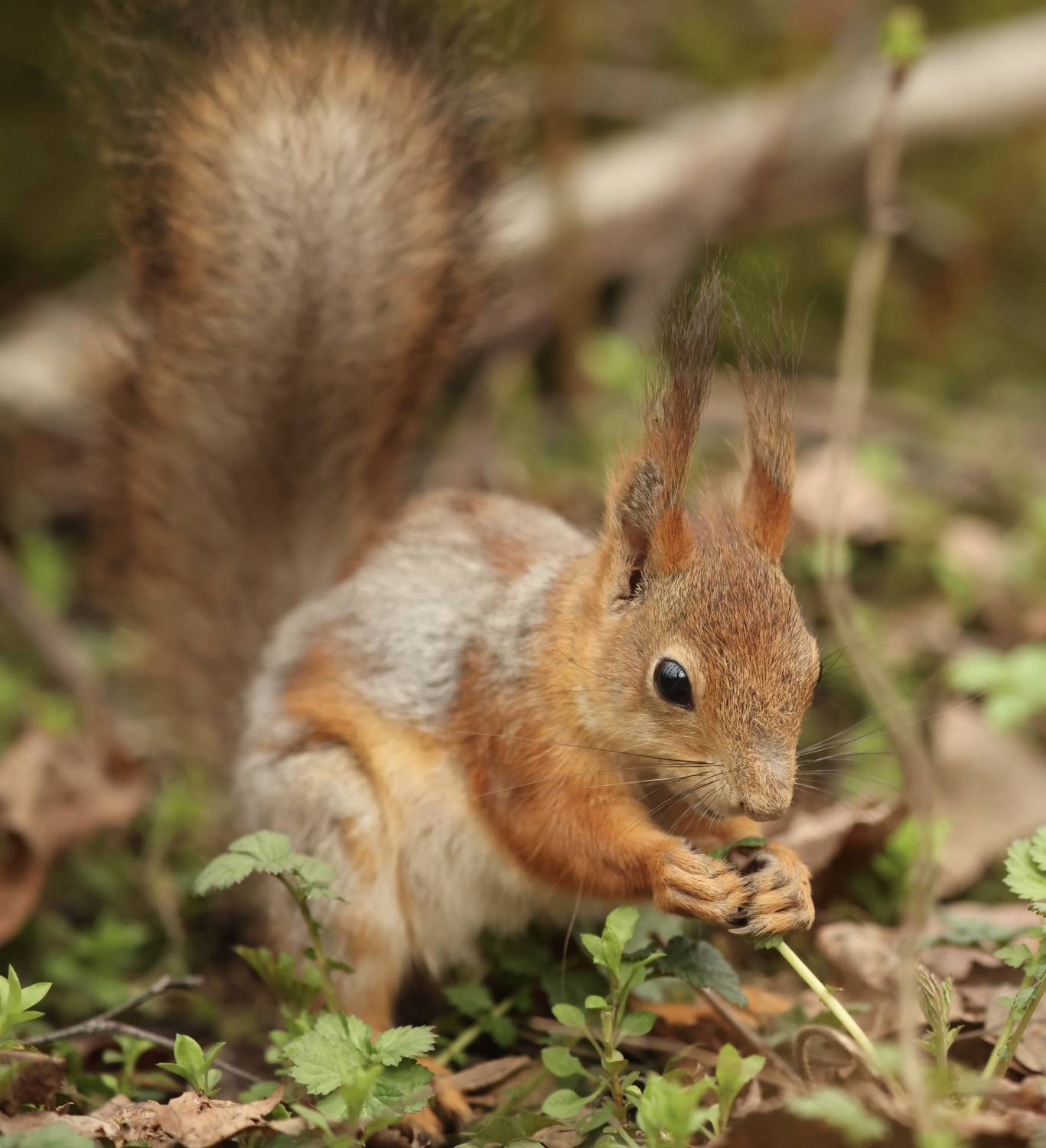 , Леонид Голубков