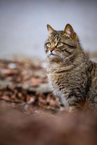 Кото стрит