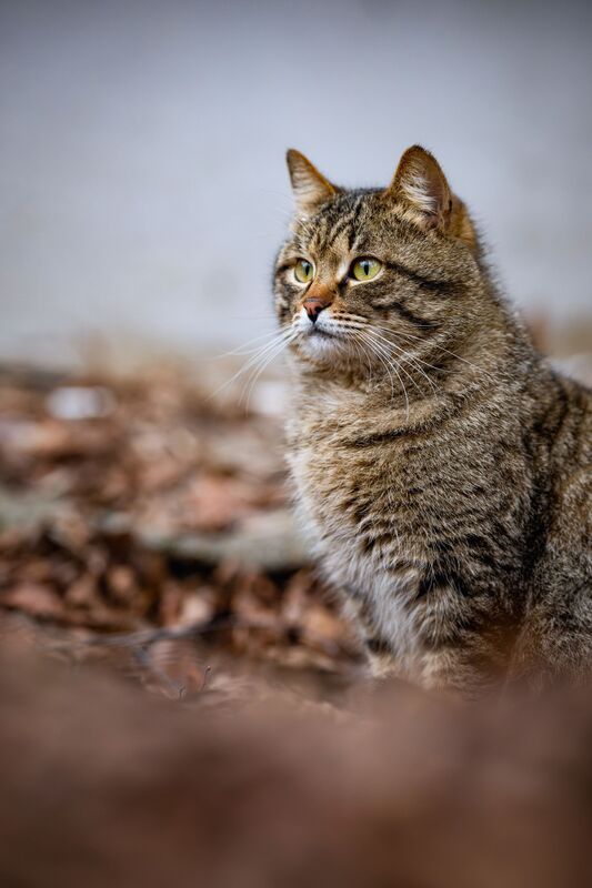 анималистика, живлтные, стрит, котики, портрет Кото стрит фото превью
