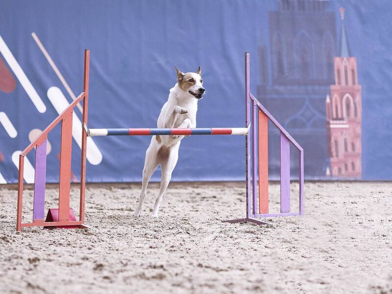 В ритме аджилити фото превью
