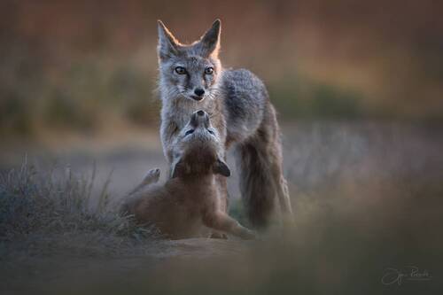 Гравитация тепла