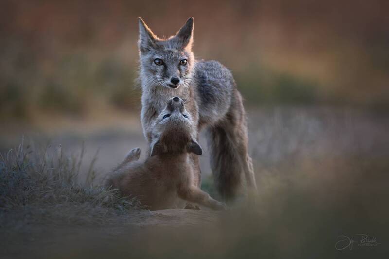корсак, лиса, корсачонок, степь, фотоохота, corsac, wildlife, калмыкия, маныч Гравитация тепла фото превью