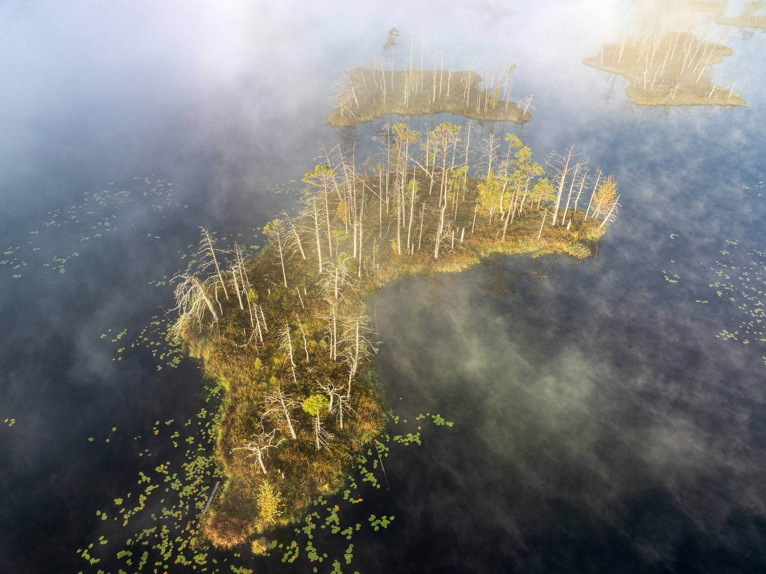 , Гордон Николай