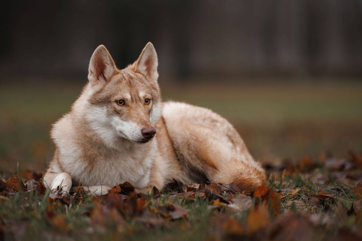 , Яна Нарбутович