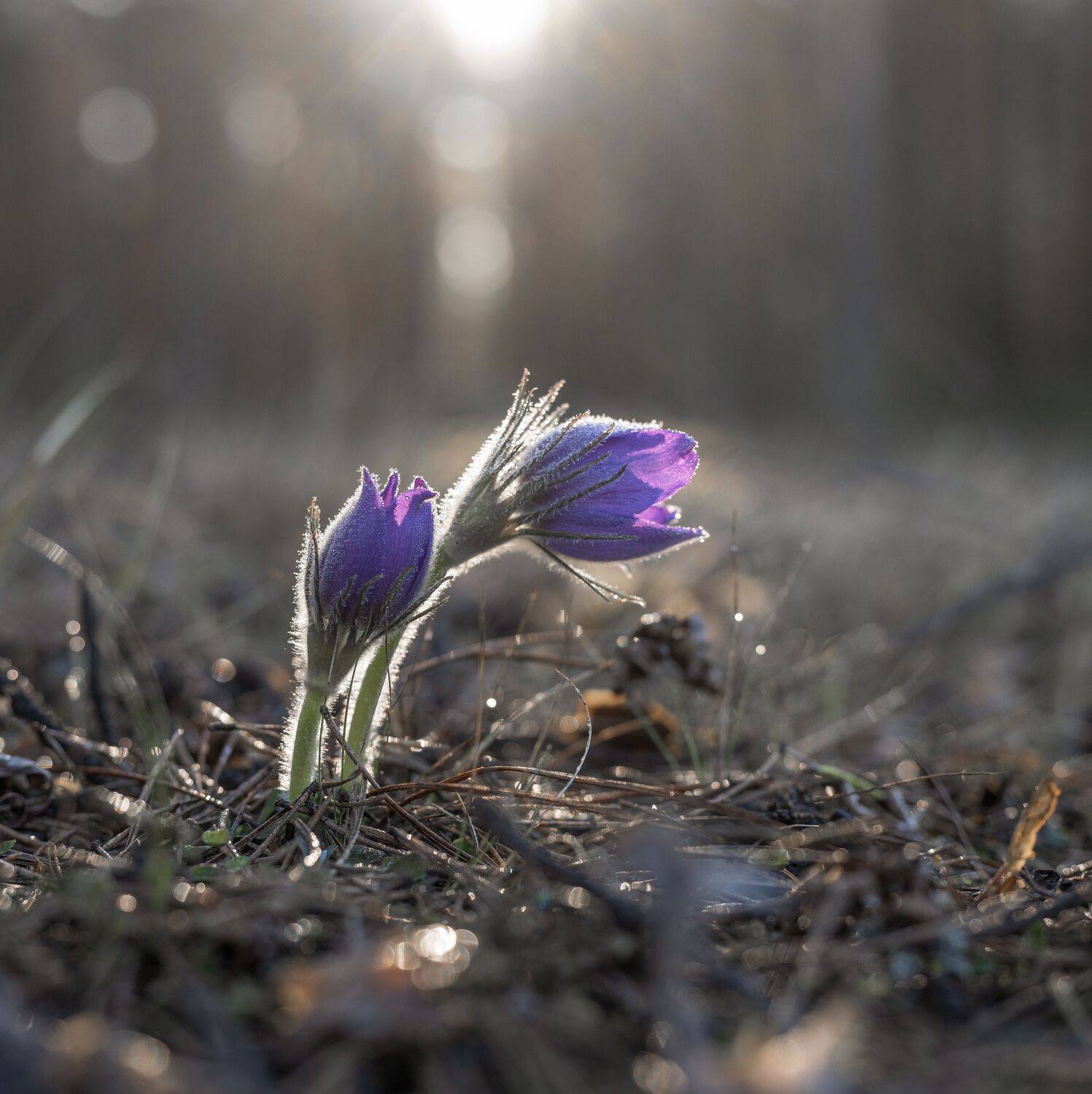 , Карепанов Евгений