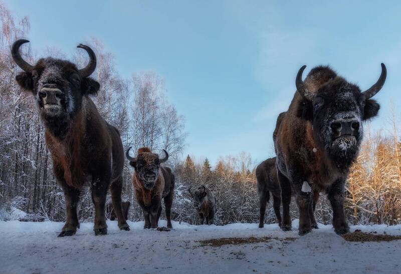 зубры, калужские_засеки, заповедник, калужс В боевом построении фото превью
