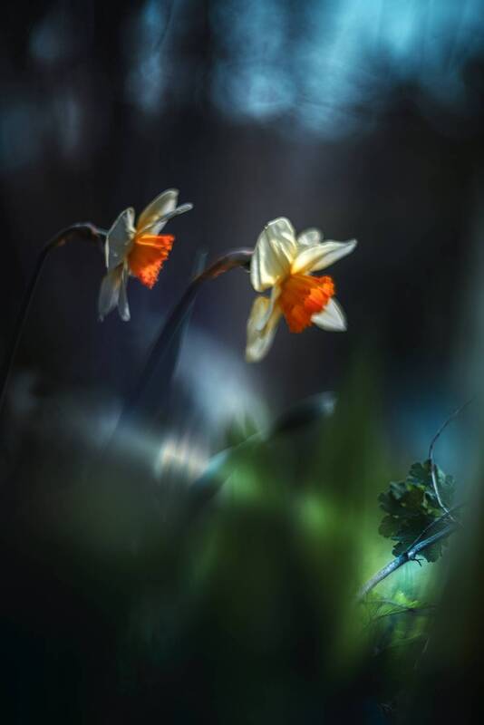 Патруль фото превью