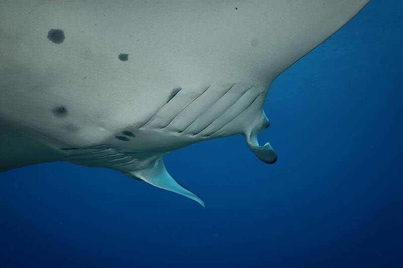 Manta ray фото превью