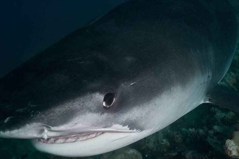 Tiger shark фото превью