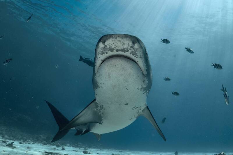 Tiger shark фото превью