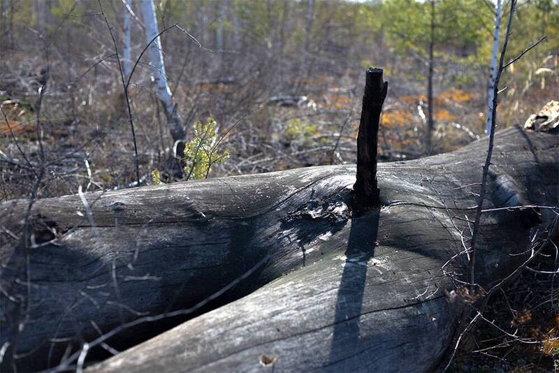 Буратино фото превью